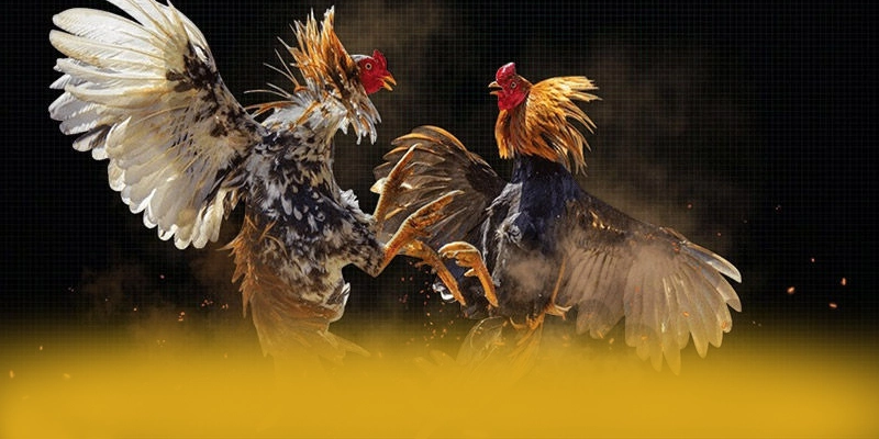 GOOD88 - Lời kết với góc nhìn khách quan. GOOD88 - Lời kết với góc nhìn khách quan.